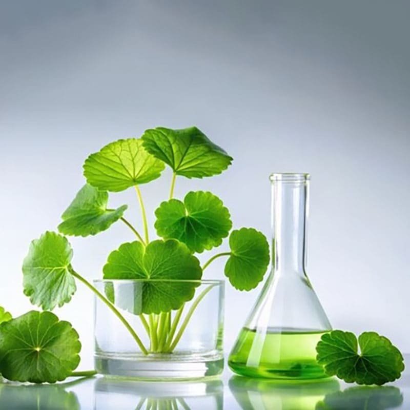 Centella Asiatica Extract — Customization Details for Firming