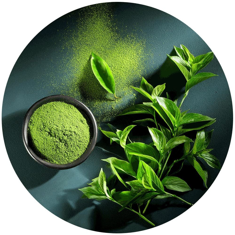 What Is Green Tea Extract