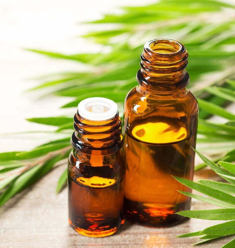 What Is Tea Tree Oil